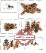 Scientific lot no. 5A Formicidae (14 pcs)