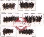 Scientific lot no. 15 Lucanidae (Aegus spp.) (27 pcs A-, A2)