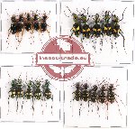 Scientific lot no. 21 Cicindelidae (20 pcs)