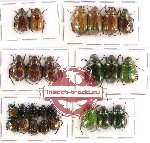 Scientific lot no. 67 Rutelinae (25 pcs)