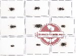 Scientific lot no. 169 Tenebrionidae (9 pcs - 2 pcs A2)