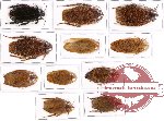 Scientific lot no. 9B Blattodea (11 pcs A, A-, A2)