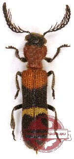 Cleridae sp. 12