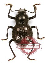 Tenebrionidae sp. 72