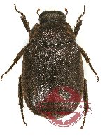 Apogonia sp. 1