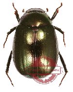 Apogonia sp. 3