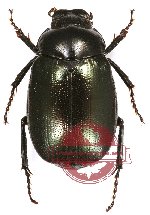 Apogonia sp. 2