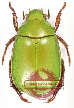 Anomala sp. 52