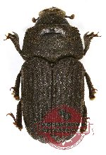 Scolytidae sp. 1