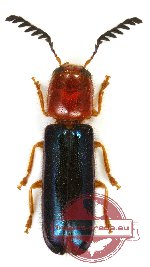 Tenerus sp. 11