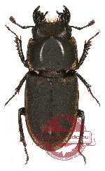 Pycnosiphorus lessoni