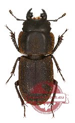 Pycnosiphorus femoralis