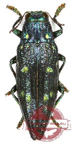 Chrysodema sp. 5 (blue aberration)