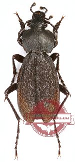 Carabus (Oxycarabus) saphyrinus pseudosaphyrinus (A-)