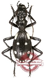 Anthia sexmaculata sexmaculata