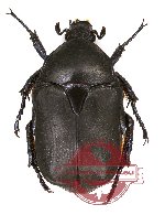 Protaetia (Potosia) cretica