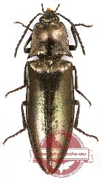 Campsosternus sp. 12