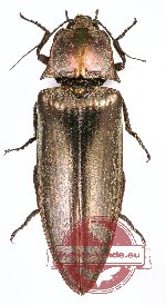 Campsosternus sp. 13