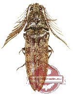 Pectocera sp. 2