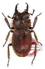 Aegotypus igarashiae (10 pairs)
