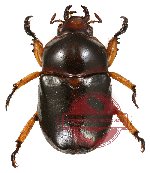 Didrepanephorus yunnanus ssp. wakaharai (5 pairs)