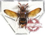 Eumenidae sp. 6 (SPREAD) (5 pcs)