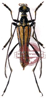 Parastrangalis lineigeroides Holzchuh, 2007 (A2)