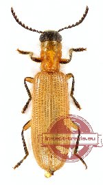 Cleridae sp. 7