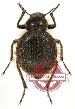 Tenebrionidae sp. 65 (A2)
