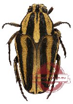 Meroloba siberutana