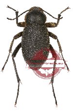 Tenebrionidae sp. 42 (8 pcs)