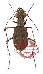 Cylindera (Eugrapha) minuta (2 pcs A2)