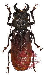 Gnathonyx piceipennis (5 pairs)