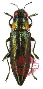 Iridotaenia sp. 2 (20 pcs)