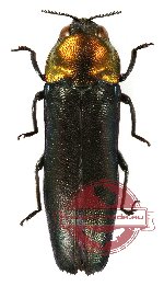 Coraebus violaceipennis (6 pcs A-/A2)