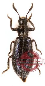 Enopliinae sp. 1