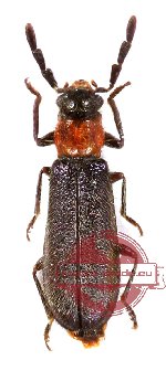 Enopliinae sp. 2