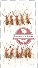 Scientific lot no. 193 Heteroptera (Reduviidae) (11 pcs)