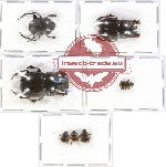 Scientific lot no. 320 Coprophaga (7 pcs A, A2)