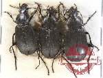 Scientific lot no. 193 Carabidae (3 pcs A2)