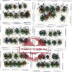 Scientific lot no. 173A Chrysomelidae (60 pcs A, A-, A2)