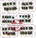 Scientific lot no. 174A Chrysomelidae (60 pcs A, A-, A2)