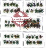 Scientific lot no. 175 Chrysomelidae (57 pcs A, A-, A2)