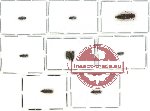 Scientific lot no. 40 Buprestidae (Agrilus spp.) (10 pcs - 2 pcs A2)