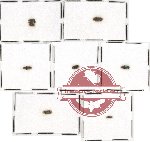 Scientific lot no. 41 Buprestidae (Coraebini) (9 pcs)