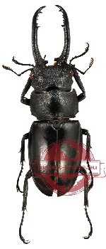 Hexathrius vitalisi ssp. cottoni Baba, 1998