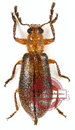 Enopliinae sp. 6