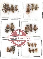 Scientific lot no. 45 Cleridae (21 pcs)