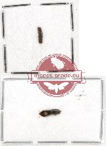 Scientific lot no. 43 Cleridae (2 pcs)