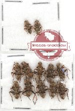 Scientific lot no. 46 Cleridae (12 pcs)